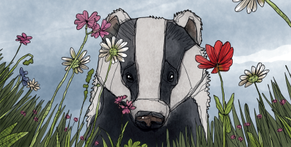 Badger in the meadow.