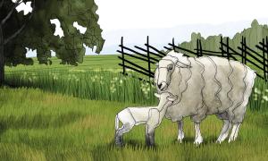 Sheep and lamb in a meadow.