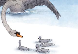 The swan protects its young.