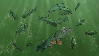 Fish in the water.