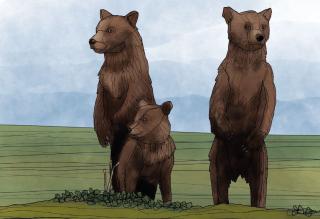 Three bears.