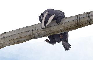 Badger climbing a tree.